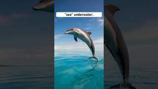 Dolphins Have Names Unbelievable Dolphin Facts shorts [upl. by Yznel364]