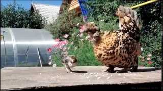 Pavlovskaya hen with chicks of different breeds Павловская курочка с цыплятами [upl. by Peggie]