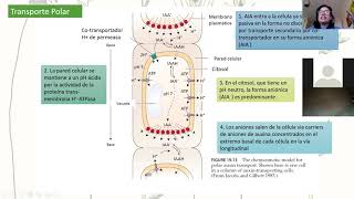 Clase 3 Auxina y Citoquininas [upl. by Herbst]