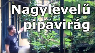 Aristolochia durior  Nagylevelű pipavirágPipavirágú farkasalma [upl. by Hermon]