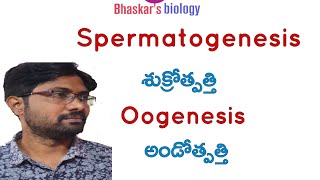 Spermatogenesis and oogenesis class 12 Bhaskars biology [upl. by Ellon]