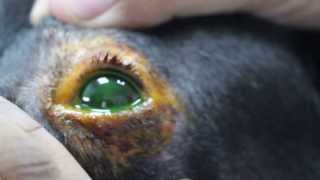 A dog rubs his left eye vigorously [upl. by Angelique]