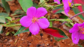 CONHEÇA ESSA PLANTA PANC DE FLORES DELICADAS DE MUITO FÁCIL CULTIVO [upl. by Atsirak]