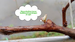 100℅ ILMU BARU‼️CARA MENUMBUHKAN TUNAS BUD DAN BASAL BUD DENGAN AIR SAJA⁉️ Tanpa DormexampLainnya [upl. by Phelgon]