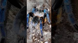 Tarantula emerald green Haplopelma lividum eating an Orange baboon tarantula P murinus spider [upl. by Luttrell]