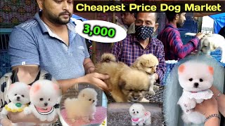 Pomeranian Dog price in India  teacup dog  Indian Spitz dog  toy Pom dog  Cheapest dog Market [upl. by Marb]