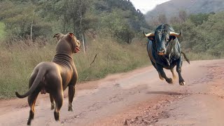 This Pitbull Dog Messed With The Wrong Bull [upl. by Engvall460]