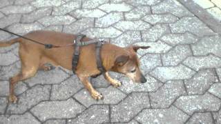 Epilepsie  Zwergpinscher Clou von Buchonia VDHPSK [upl. by Lehcar]