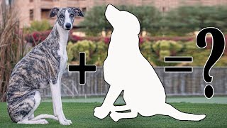 9 Unreal Whippet Mixes  Whippet Cross Breeds Dog [upl. by Krakow]