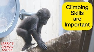 Baby Gorilla  Jameela and Kunda 5 cleveland metroparks zoo [upl. by Latif761]