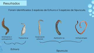 Sipuncula e Echiura Annelida da Baia de todos os Santos [upl. by Dranrev]