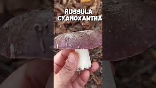 Russula cyanoxantha [upl. by Alane650]