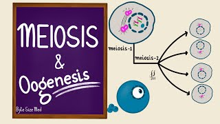 Meiosis  Oogenesis  Gametogenesis  Human Embryology  Reproductive Physiology [upl. by Latashia]