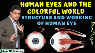 Human Eye  Structure and Working of Human Eye  Human Eye and the Colorful World  Class 10 Science [upl. by Decca851]