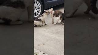 Angry Cats Screaming on the Street  Cat Fight Compilation 🐾 [upl. by Salvadore]