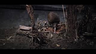 North island brown kiwi Apteryx mantelli [upl. by Kant207]