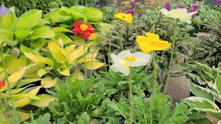 Papaver Icelandic Garden Gnome  BRIGHT Cold Tolerant Flower Bloom in Spring [upl. by Foulk]