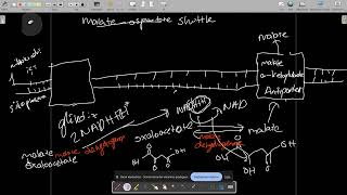 malateaspartate shuttlemalateaspertate fırlatışı [upl. by Jotham217]