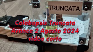 Colobopsis Truncata Avance 2 agosto 2024 [upl. by Ailerua]