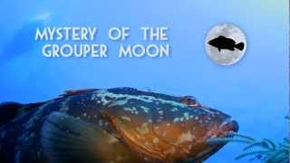 Preview to quotMystery of the Grouper Moonquot [upl. by Novia]