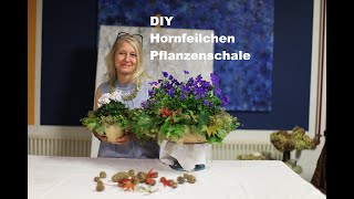 diezürcherin Hornfeilchen Pflanzenschale Dekoration diy floristik floraldesign deutsch [upl. by Ahnavas786]