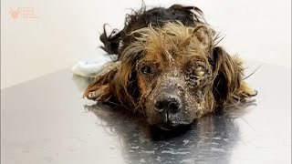 This Precious Dog Was Neglected All Its Life and Dumped at Dog Pound until Viktor Larkhill Saved it [upl. by Sylvie]