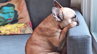 The Real Truth About French Bulldogs [upl. by Missy]