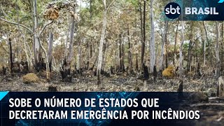 Quatro estados em situação de emergência por incêndios florestais  SBT Brasil 300824 [upl. by Lightfoot]