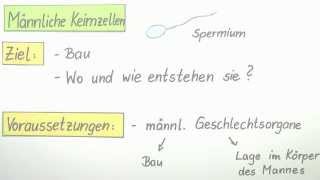 Männliche Keimzellen  Biologie  Humanbiologie [upl. by Suirad]