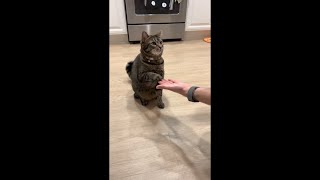 Cat Does a Series of Commands in a Row as She Focuses on the Treats [upl. by Merralee]