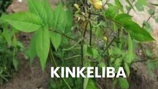 KINKELIBA ou Tisane à longue vie kinkelibapourtoi [upl. by Jeffrey]