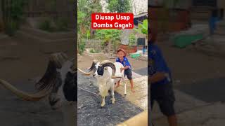 Domba garut jantan tanduk super gagah diusap usap trending viralvideo shorts animals dombagarut [upl. by Rebe]