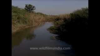 Prosopis juliflora or Vilayati keekar growing in a pond in Uttar Pradesh [upl. by Gitlow]