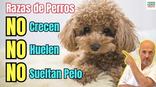 😱 RAZAS DE PERROS QUE NO CRECEN MUCHO NO SUELTAN PELO Y NO HUELEN 😱 [upl. by Arjun]