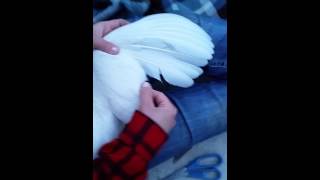 How to Clip a Chickens Wings  CleanCoopscom [upl. by Suzi284]