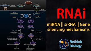 RNA interference RNAi Animation  miRNA  siRNA  mRNA regulation [upl. by Jo-Ann565]