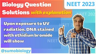 Upon exposure to UV radiation DNA stained with ethidium bromide will show 1 Bright orange colour [upl. by Wilie]