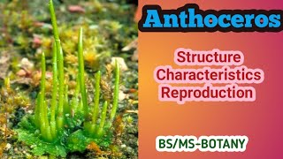 Anthoceros  Bryophytes  BSMSBotany  Urdu amp Hindi [upl. by Annaoi]