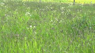 HIdden Corncrake on Iona [upl. by Karlen885]