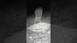 Roe Buck BEFORE amp AFTER Shed Antlers in 7 Days [upl. by Enerahs]