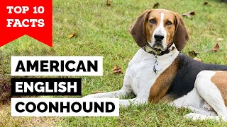 American English Coonhound  Top 10 Facts [upl. by Orman]