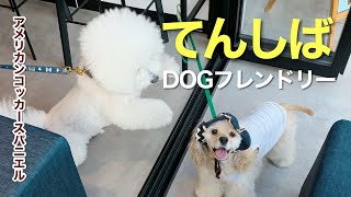 アメリカンコッカースパニエル 子犬 ＊ワンコのラテアート♪ワンコグッズ、そしてお肉なお散歩 [upl. by Eimile477]