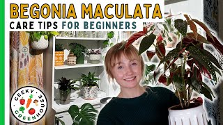 Caring for Begonia Maculata  Geeky Greenhouse [upl. by Eikcim953]