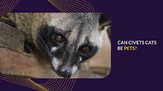 AFRICAN CIVET CAT AS PET [upl. by Sackville]