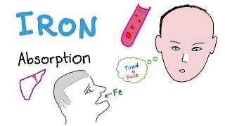 Iron Studies  Iron Absorption  Ferrous Fe2 Ferric Fe3 TIBC Transferrin  Part 1 [upl. by Erleena]