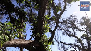 Lahaina banyan tree update April 9 2024 [upl. by Bobbe137]