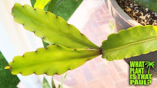 Rhipsalis Elliptica is an epiphytic cactus species native to the tropical climates of Brazil [upl. by Shing]