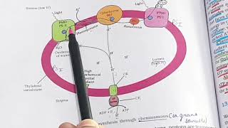 Class 11  BIOLOGY  NCERT reading Chemiosmotic Hypothesis L 8 NEET 2021  biozoneclasses [upl. by Niamjneb466]