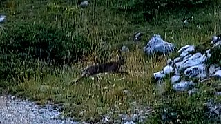 Caccia alla lepre in MONTAGNA ALTA 1700m 🐇🐕🐕⛰️🏔caccia montagna hunting [upl. by Naxor102]