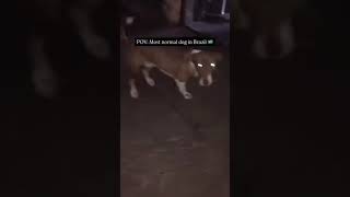 Brazil in dog Dance Meme subcribe memes like [upl. by Lemire]